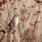 CCTV5乒乓球在线直播高清观看入口 2yz8nwjo