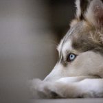 贝博app官网全面评测与使用风险提示指南 ihwipkam